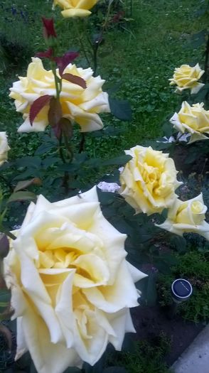 buccaner - Trandafiri 2016