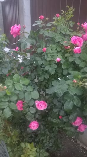 leonardo da vinci - Trandafiri 2016