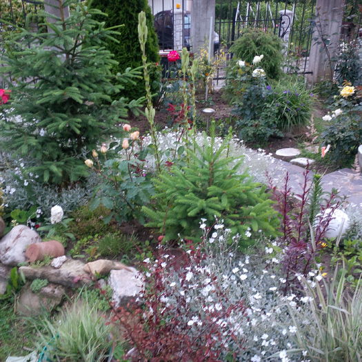 IMG_20160602_210703 - gradina iunie 2016