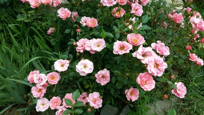 014 - Trandafiri 2016