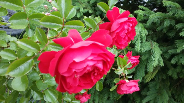 037 - Trandafiri 2016