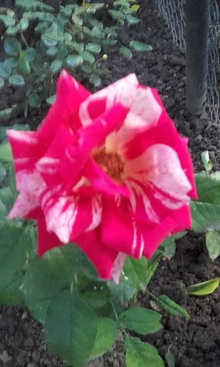 20160602_203411 - trandafiri 2016