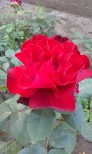 20160602_202936 - trandafiri 2016