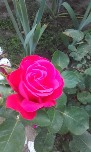 20160602_202950 - trandafiri 2016