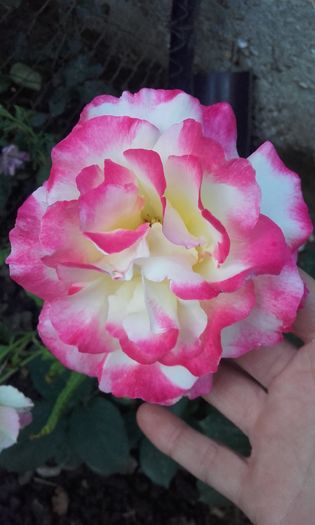 20160602_203212 - trandafiri 2016