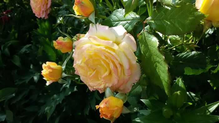 015 - Trandafiri 2016