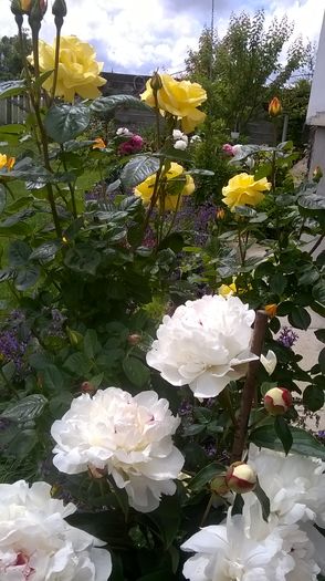 WP_20160602_13_21_45_Pro - A bujori 2016