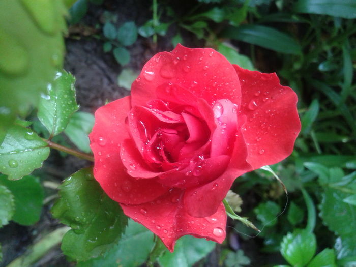20160531_090035 - Mini Carnival rose
