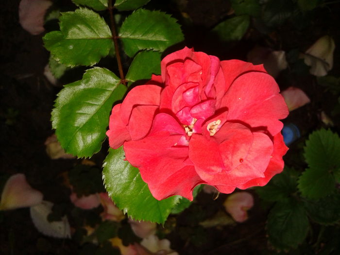 20160602_063915 - Mini Carnival rose