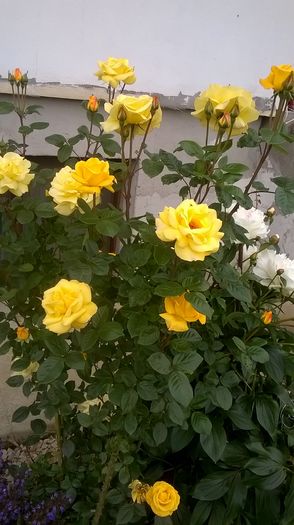 WP_20160603_09_44_38_Pro - A trandafirii mei