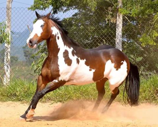 FB_IMG_1464940295963 - C Pentru cei care le plac aceste animale