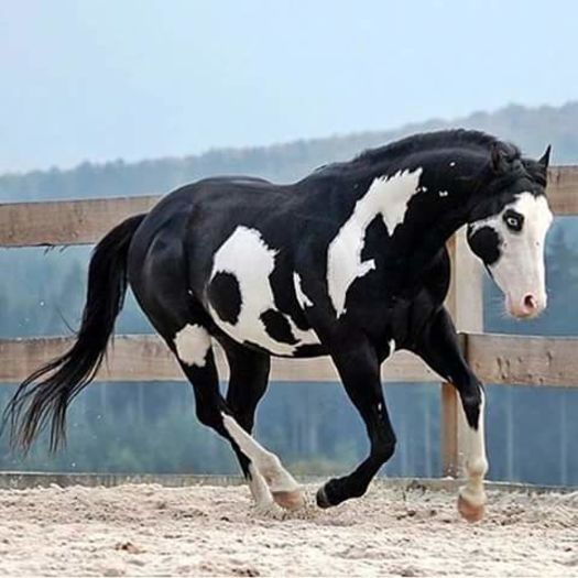 FB_IMG_1464940247956 - C Pentru cei care le plac aceste animale