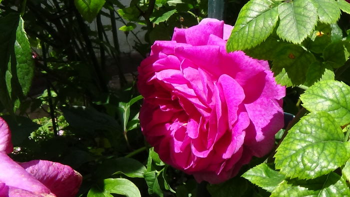 DSC07401