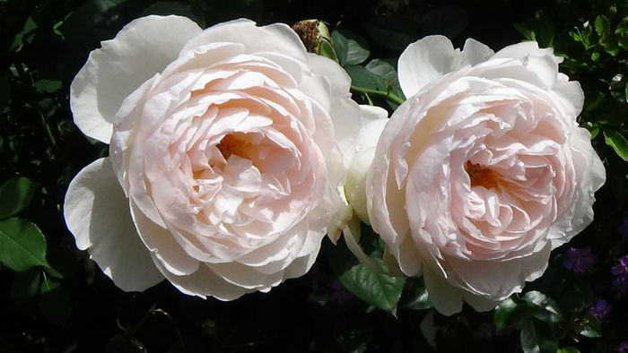 DSC07450