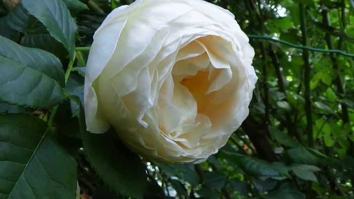 DSC07559