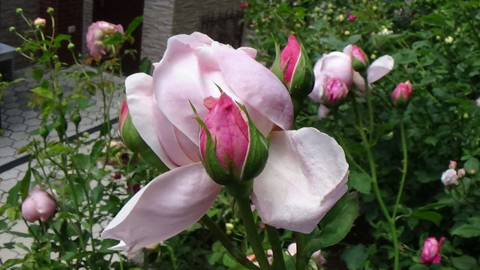 DSC07648