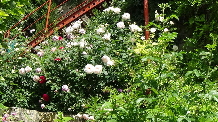 DSC07720