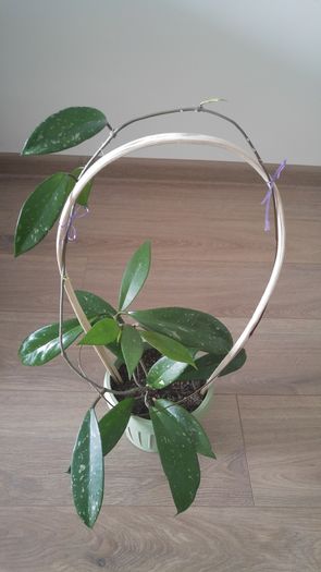 Evolutie Hoya Silver Pink; iunie
