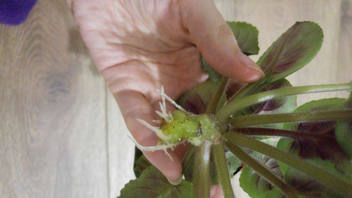 01 iunie - deja avem radacini noi si sanatoase