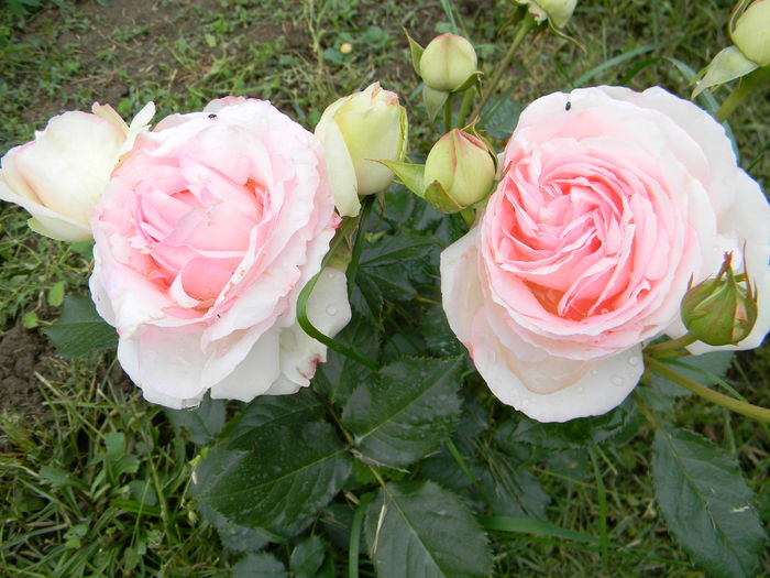 Eden rose -reinviat - Trandafiri urcatori 2016