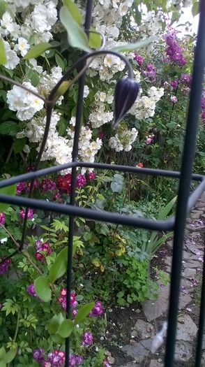 WP_20160602_098 - Bobby James