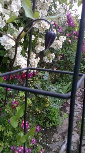 WP_20160602_099 - CLEMATITE