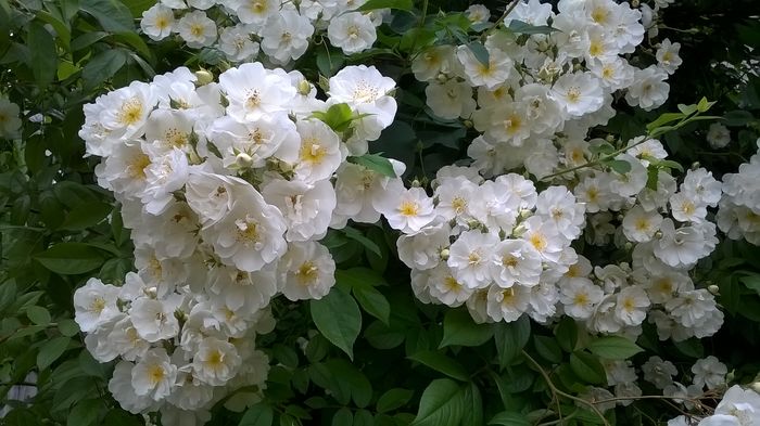 WP_20160602_108 - Bobby James