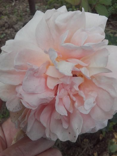 20160603_114201 - Abraham Darby