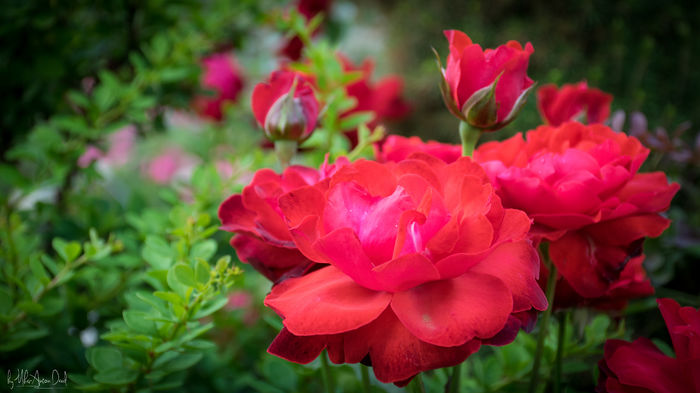 Foc de Tabara - 2016 Trandafiri_Mai