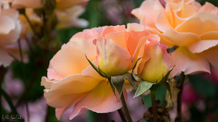 Rose Mary Harkness - 2016 Trandafiri_Mai