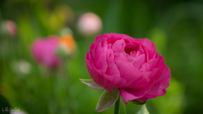Ranunculus - 2016 Trandafiri_Mai