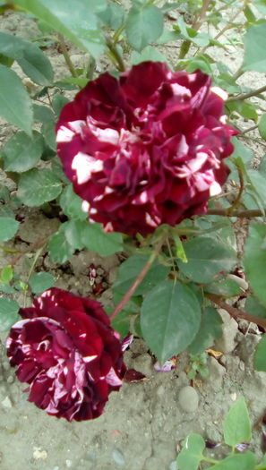 IMG_20160524_163605 - TRANDAFIRII MEI