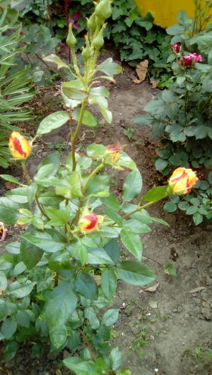 IMG_20160524_084759 - TRANDAFIRII MEI