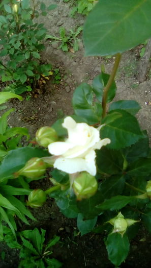 IMG_20160524_084737 - TRANDAFIRII MEI