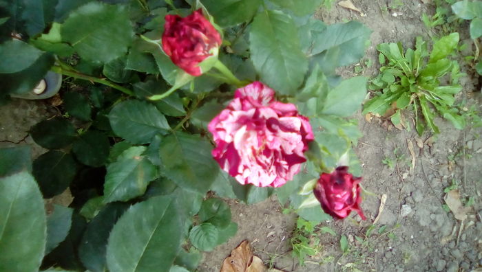 IMG_20160524_084657 - TRANDAFIRII MEI