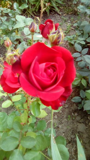 IMG_20160524_084639 - TRANDAFIRII MEI