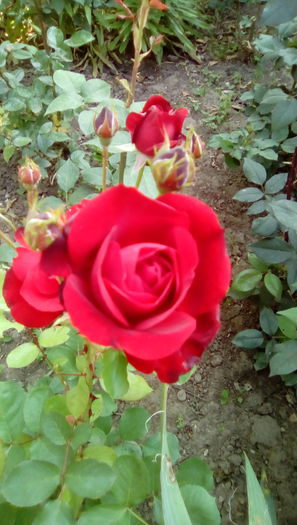 IMG_20160524_084635 - TRANDAFIRII MEI