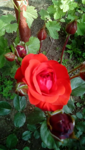 IMG_20160524_084528 - TRANDAFIRII MEI