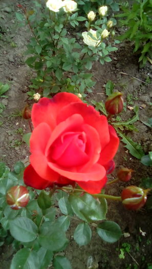 IMG_20160524_084522 - TRANDAFIRII MEI