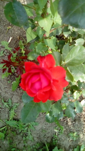 IMG_20160524_084510 - TRANDAFIRII MEI