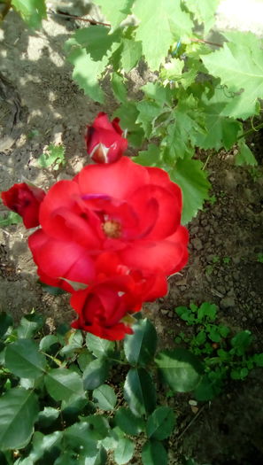 IMG_20160524_084500 - TRANDAFIRII MEI