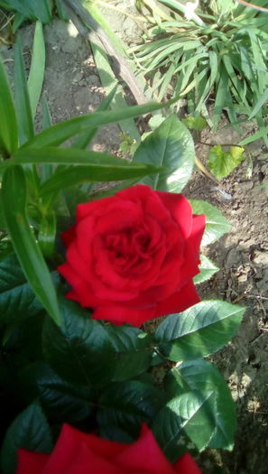 IMG_20160524_084420 - TRANDAFIRII MEI