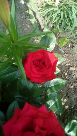 IMG_20160524_084413 - TRANDAFIRII MEI