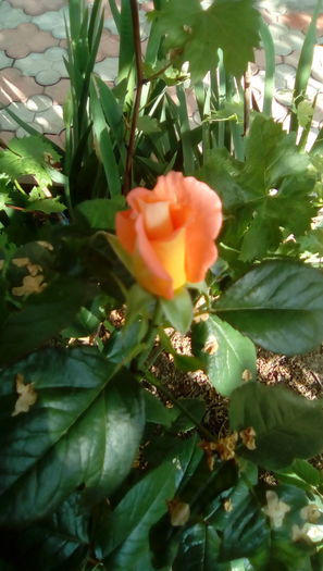 IMG_20160524_084310 - TRANDAFIRII MEI