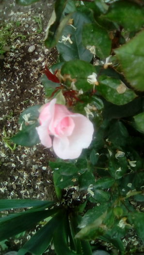 IMG_20160516_114205 - TRANDAFIRII MEI