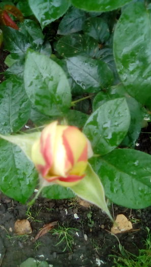 IMG_20160516_114110 - TRANDAFIRII MEI