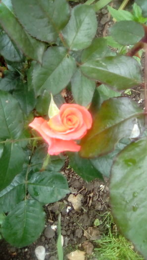 IMG_20160516_114103 - TRANDAFIRII MEI