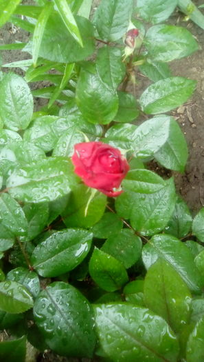 IMG_20160516_113855 - TRANDAFIRII MEI