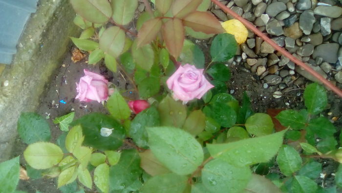 IMG_20160516_113554 - TRANDAFIRII MEI