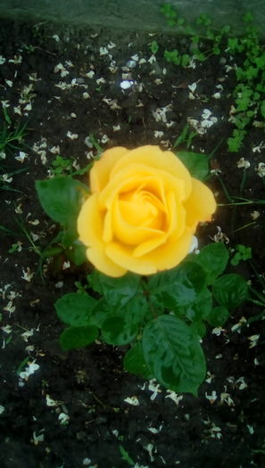 IMG_20160516_113523 - TRANDAFIRII MEI